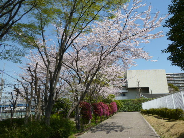 【第3大船パークタウン】桜とアプローチ
