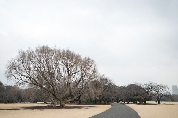 広大な敷地に自然豊かな「新宿御苑」まで約800m（徒歩10分）。		