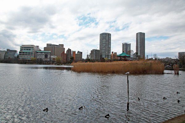 四季の豊かな自然が楽しめる「不忍池」約500m（徒歩7分）からタワーを望む。		