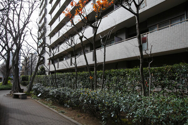 美しい花々が季節の到来を告げるコブシと桜を採用しました。