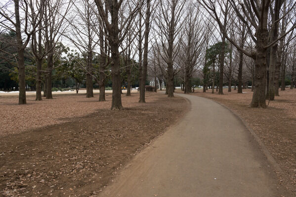 都会のオアシス「代々木公園」までは、約390m(徒歩5分）。