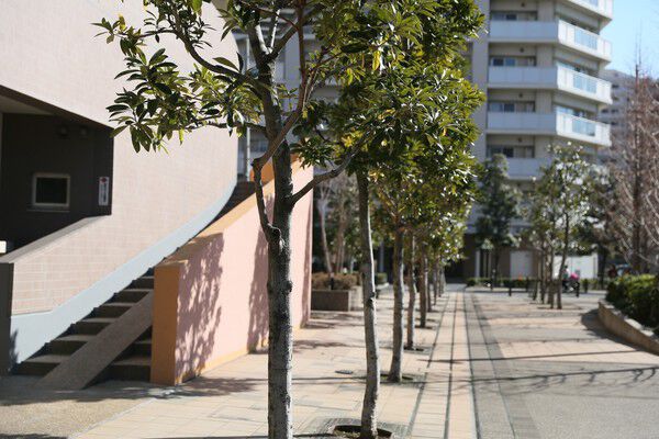 随所に配した植栽が緑豊かな街並みを形成しています。		