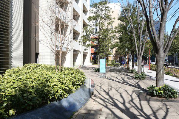 インターロッキングの舗道にはケヤキとシラカシの並木が整然と続きます。		 インターロッキングの舗道にはケヤキとシラカシの並木が整然と続きます。