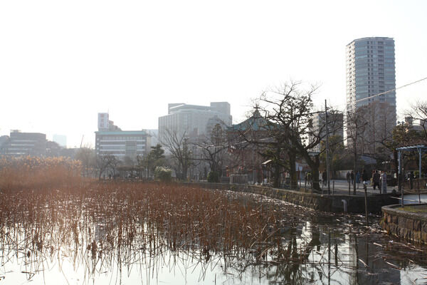 落ち着いた佇まいをみせる「不忍池」までは約780m（徒歩10分）。			