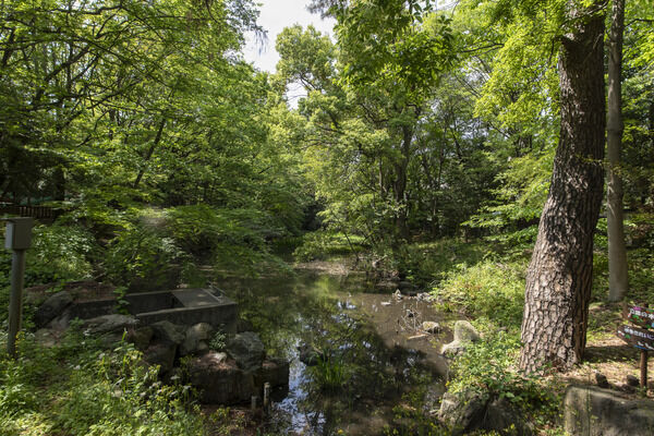 駒場野公園　現地より約50m