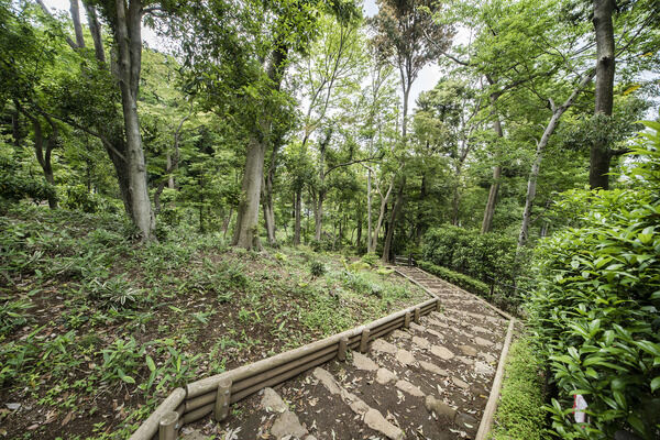 瀬田四丁目旧小坂緑地　現地より約10m