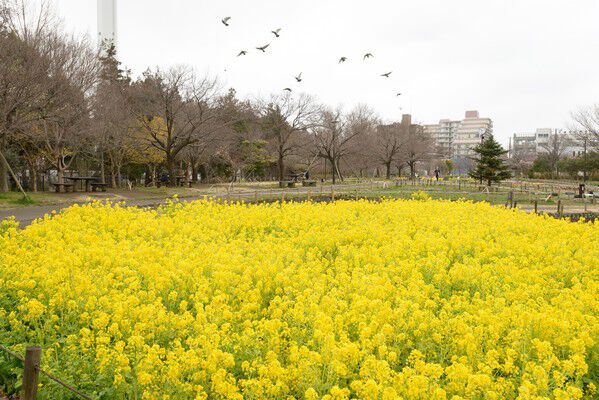 春は花見の人々で賑わう「芦花公園」まで約1,700m（徒歩22分）。	