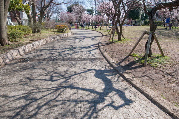 梅の公園として知られる「羽根木公園」まで約1,050m（徒歩14分）。