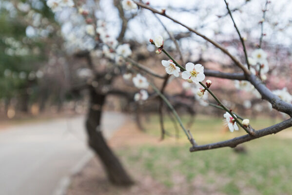 緑豊かな「砧公園」まで約700m（徒歩9分）。		