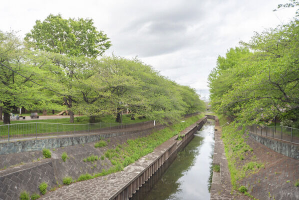 善福寺川公園　現地より約100m