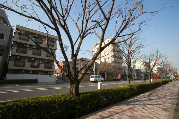美しい並木道が続く周辺道路。四季折々の自然が楽しめます。