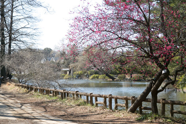 「石神井公園」まで約950ｍ（徒歩12分）。		