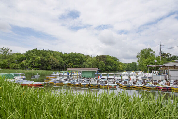 都立石神井公園　現地より約50ｍ