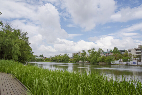 都立石神井公園　現地より約50ｍ