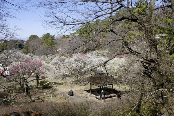 約200本の梅が公園内に植栽された「大倉山梅林」は、約660m（徒歩9分）。		