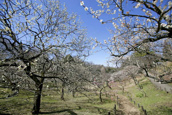 約200本の梅が公園内に植栽されている「大倉山公園」	は、約1,120m（徒歩14分）。