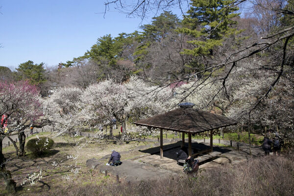 約200本の梅が咲き誇る「大倉山梅林」は、約660m（徒歩9分）。		