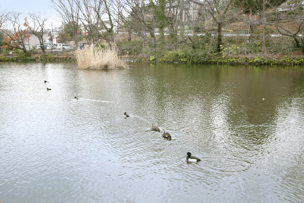 プールが隣接された「市立菊名池公園」は、約790m（徒歩10分）。