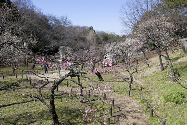 梅の名所として知られる「大倉山公園」まで約450m（徒歩6分）。