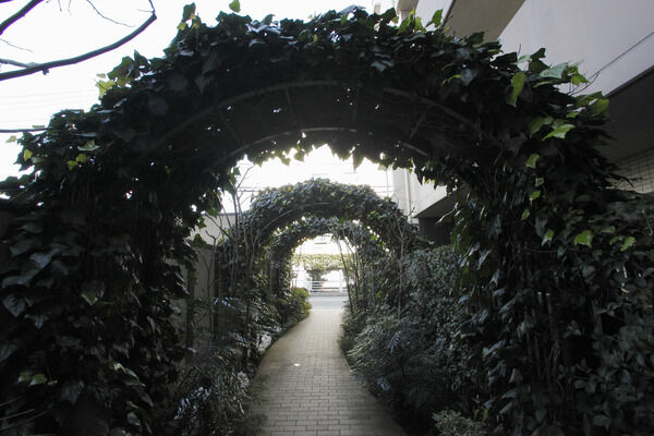 緑のアーチは、木々の呼吸を感じながら歩くたびに深いやすらぎを感じます。	