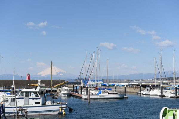 葉山マリーナのヨットハーバーから臨む富士山。