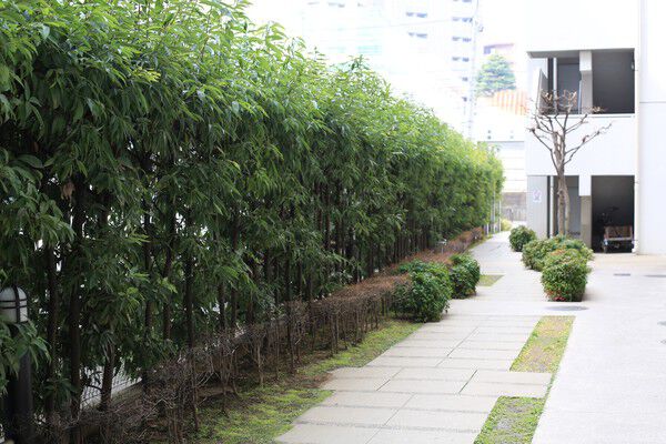 建物周辺に施された植栽が、都心の暮らしに潤いを与えてくれます。		