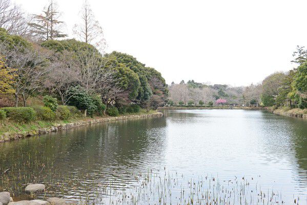 三つの池を豊かな樹林が囲む「三ツ池公園」まで約3,300m（徒歩42分）。	