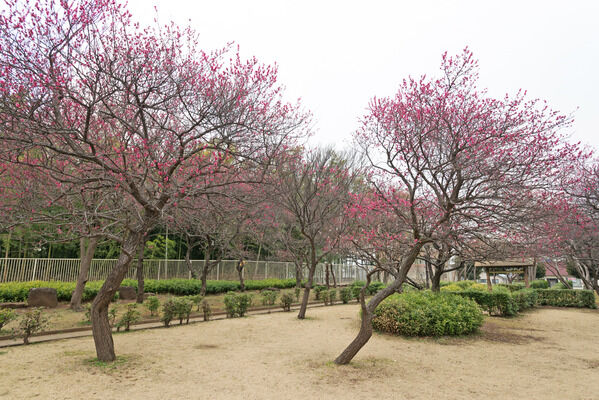 庭園的要素を取り入れた公園「円行公園」まで約600m(徒歩8分)。	 庭園的要素を取り入れた公園「円行公園」まで約600m(徒歩8分)。