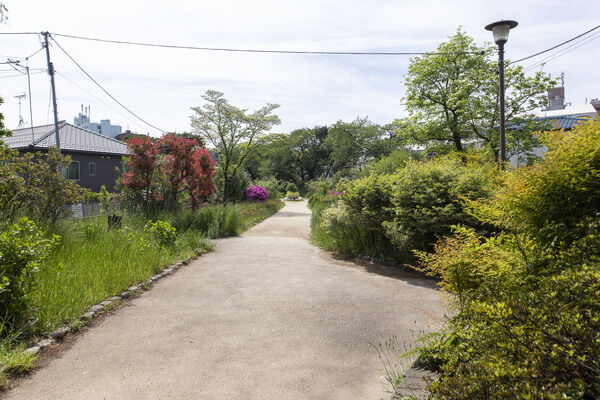 杉並区立下高井戸仲町緑地　現地より約10m
