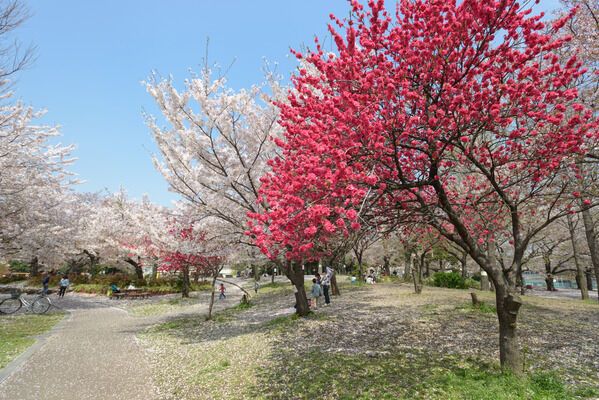 豊かな自然に憩う「南河原公園」まで約800m（徒歩10分）。