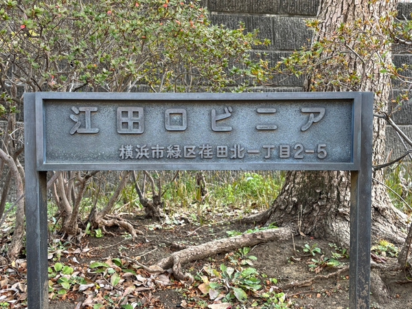 【江田ロビニア】エンブレム