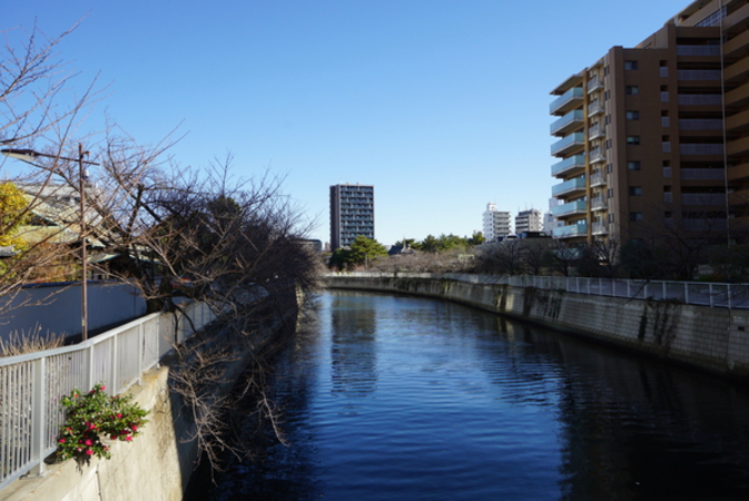 現地約１００mの要津橋より目黒川を望む